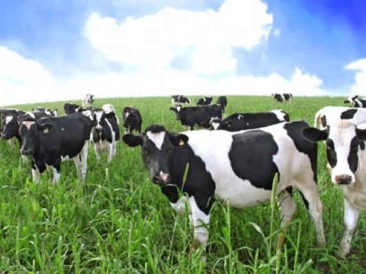 Liber la comerţul intracomunitar cu bovine